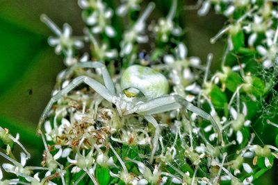 Close-up of insect on flower
