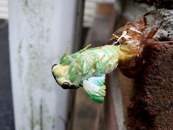 Close-up of insect