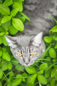 Close-up portrait of a cat