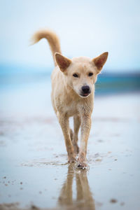 Portrait of dog on beach