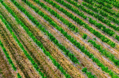 High angle view of corn field