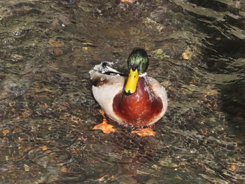 High angle view of duck swimming in lake