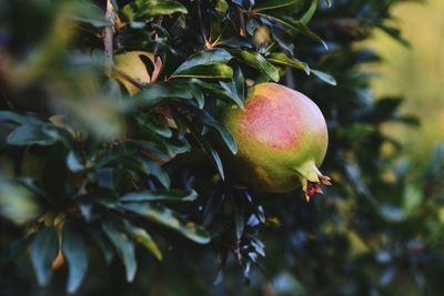 Close-up of pomegranate growing on tree