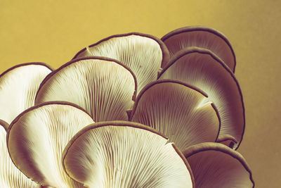 High angle view of mushrooms on table against wall