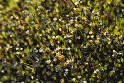 Full frame shot of plants