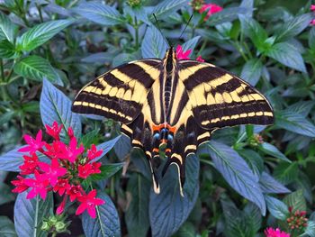 Close-up of butterfly pollinating on flower