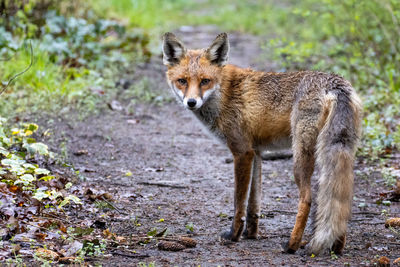 Fox standing on field