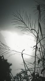 Close-up of silhouette plant against sky