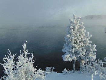 Frozen plants by sea against sky
