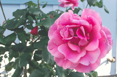 Close-up of pink flowers