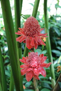 Close-up of red flower blooming outdoors