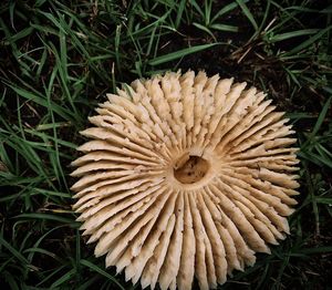 High angle view of mushrooms growing on field