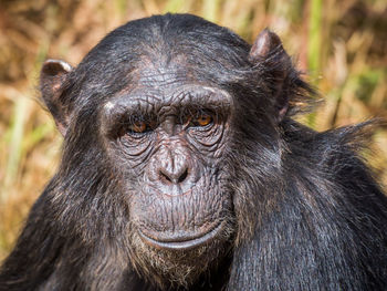 Close-up portrait of female chimpanzee, zambia, africa