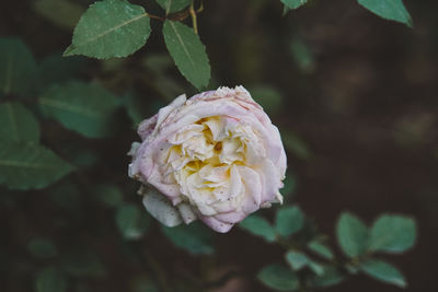 Close-up of rose plant