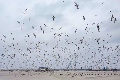 Flock of seagulls flying over sea against sky