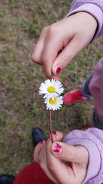 Midsection of woman holding daisy flower