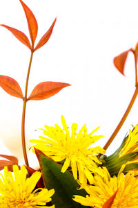 Close-up of yellow flowering plant