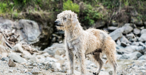 Dog standing on rock