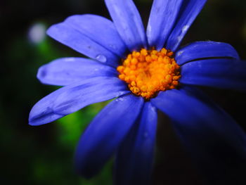 Close-up of purple and blue flower