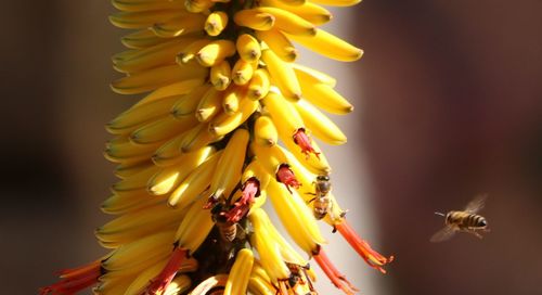 Close-up of yellow flower