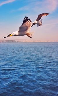 Seagulls flying over sea against sky