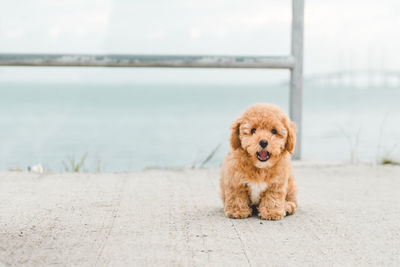 Portrait of puppy on the sea