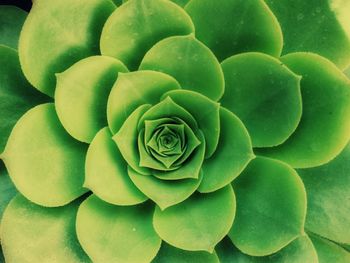 Close-up of rose plant