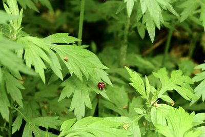 Close-up of ladybug on leaf