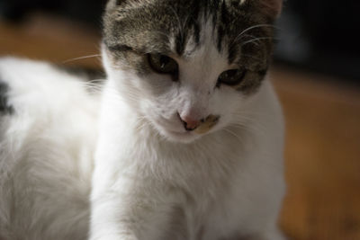 Close-up portrait of cat