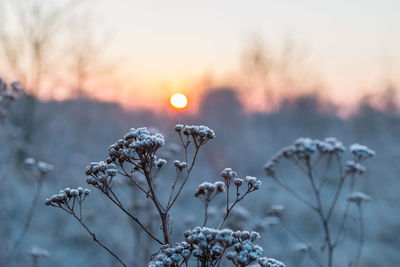 Close-up of snow on plant against sky during sunset