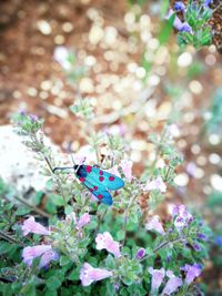 Close-up of butterfly perching on flowers