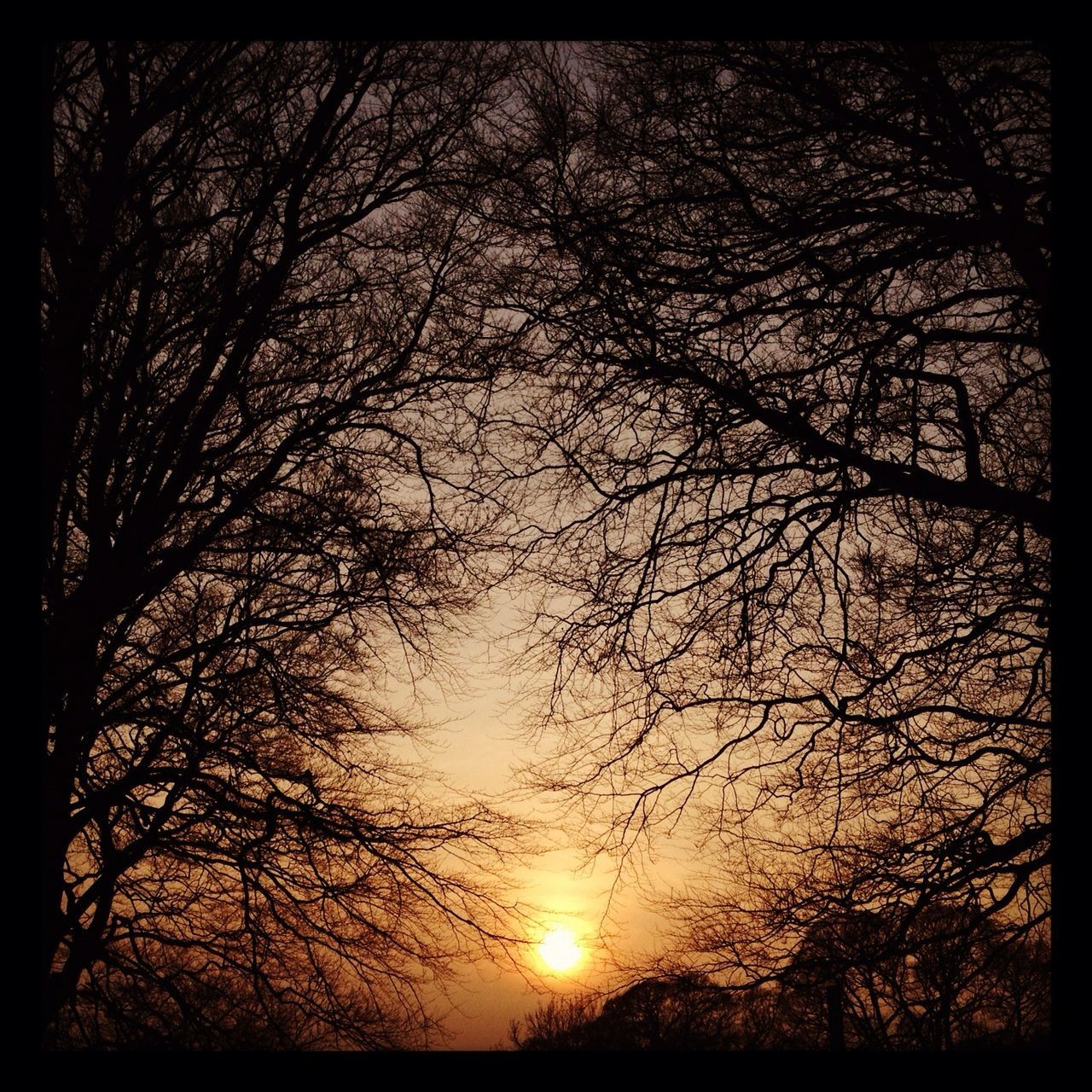 sunset, tree, silhouette, tranquility, branch, sun, tranquil scene, beauty in nature, scenics, nature, bare tree, transfer print, sky, idyllic, auto post production filter, water, growth, sunlight, outdoors, no people