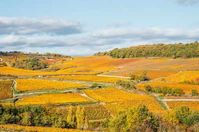 Scenic view of field against sky. view on a hill of autumn vines. vineyards in burgundy in autumn 