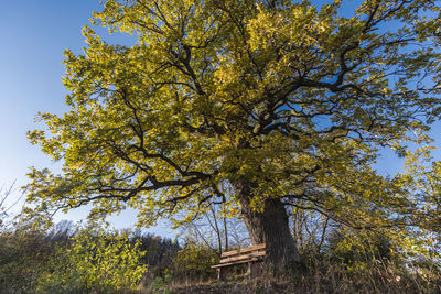 Low angle view of tree against sky during autumn