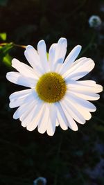 Close-up of white flower blooming outdoors