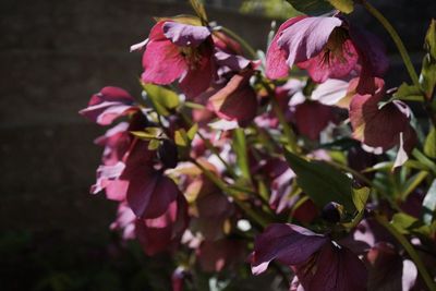 Close-up of pink flowering plant