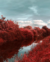 Low angle view of red flowering plant against sky