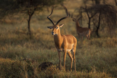 Deer standing on field