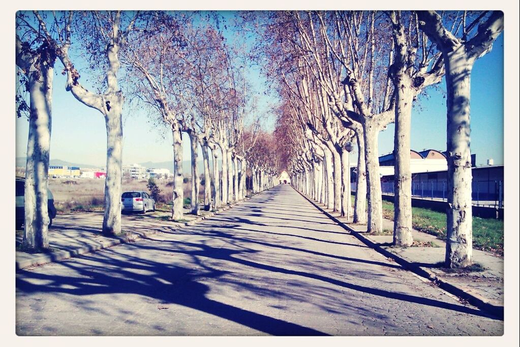 tree, transfer print, the way forward, built structure, auto post production filter, sky, diminishing perspective, architecture, tree trunk, clear sky, sunlight, wood - material, day, empty, railing, in a row, nature, bare tree, outdoors, fence