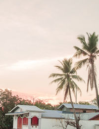 Palm trees and houses against sky during sunset