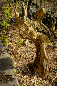 Close-up of tree trunk