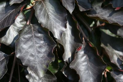 Full frame shot of leaves