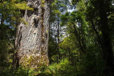 Low angle view of trees in forest