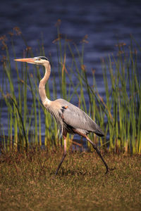 Large wading great blue heron ardea herodias wading bird at myakka state park in sarasota, florida