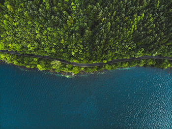 Scenic view of sea against trees in forest