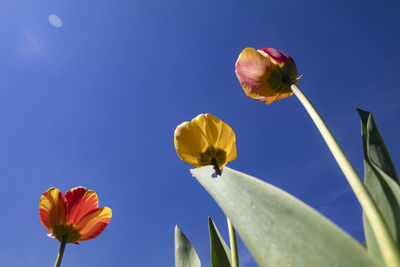 Low angle view of flowering plant against blue sky