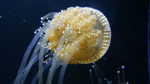 Close-up of jellyfish swimming in sea