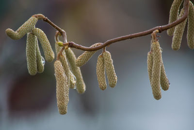 Close-up of leaves hanging outdoors