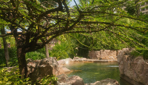 Scenic view of lake in forest