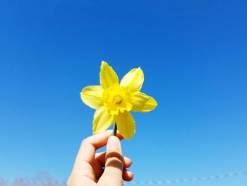 Close-up of hand holding yellow flower against blue sky